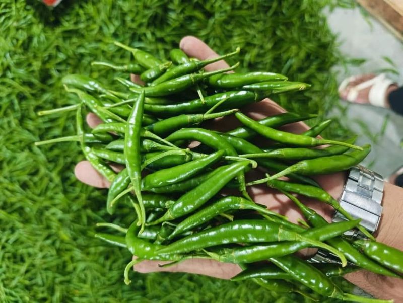 fresh green chilli