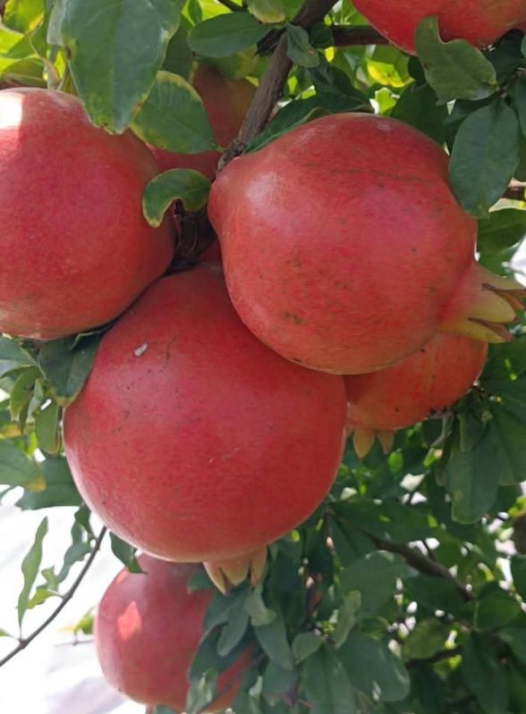 fresh pomegranate