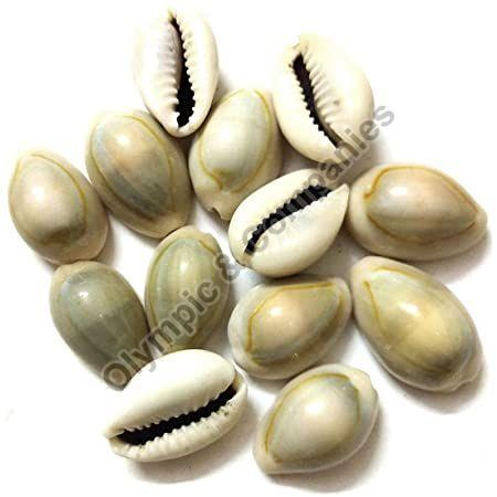 Stone Polished Natural White Cowrie Shells for Decoration, Pooja