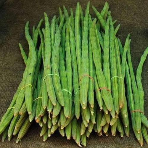 Common Moringa Drum Stick, Color : Green