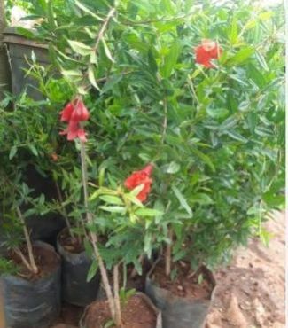 Super Bhagwa Pomegranate Plant, Color : Green for Farming