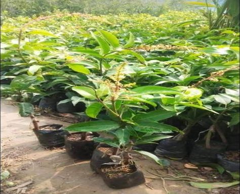 Thai All Time Mango Plant 2 To 3 Feet, Packaging Type : PP Bag