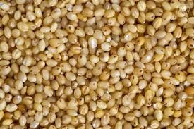 A Grade Foxtail Millet Seed, Organic