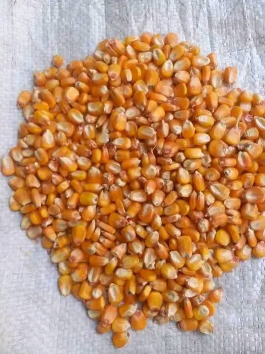 Natural Yellow Dried Maize Seeds
