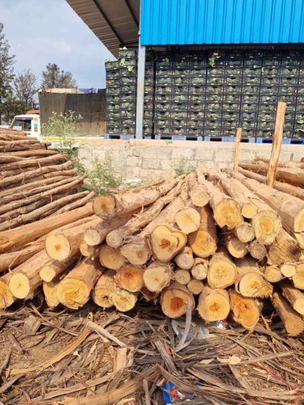 16 Feet Round Wooden Pole, Color