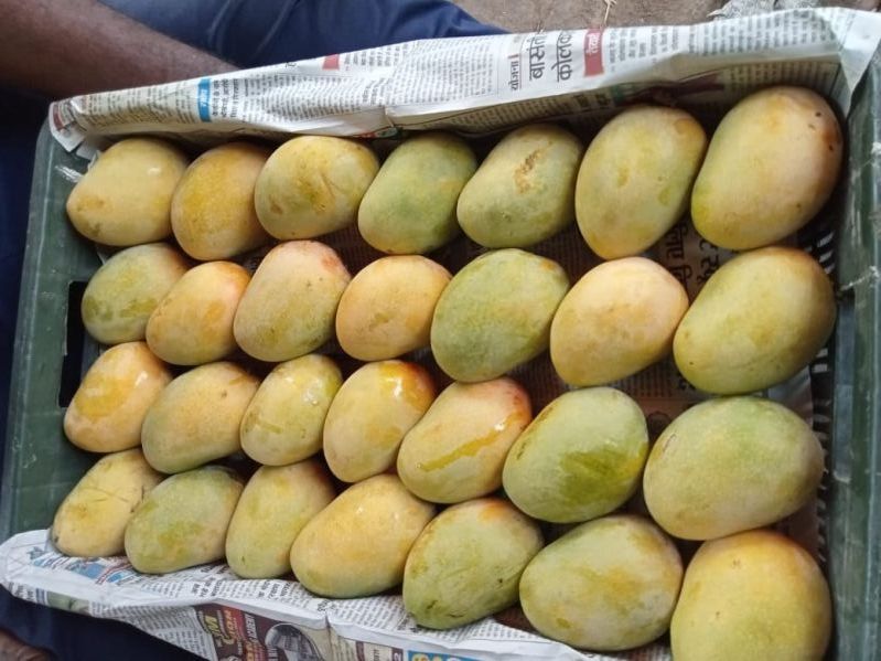 Desi Mango