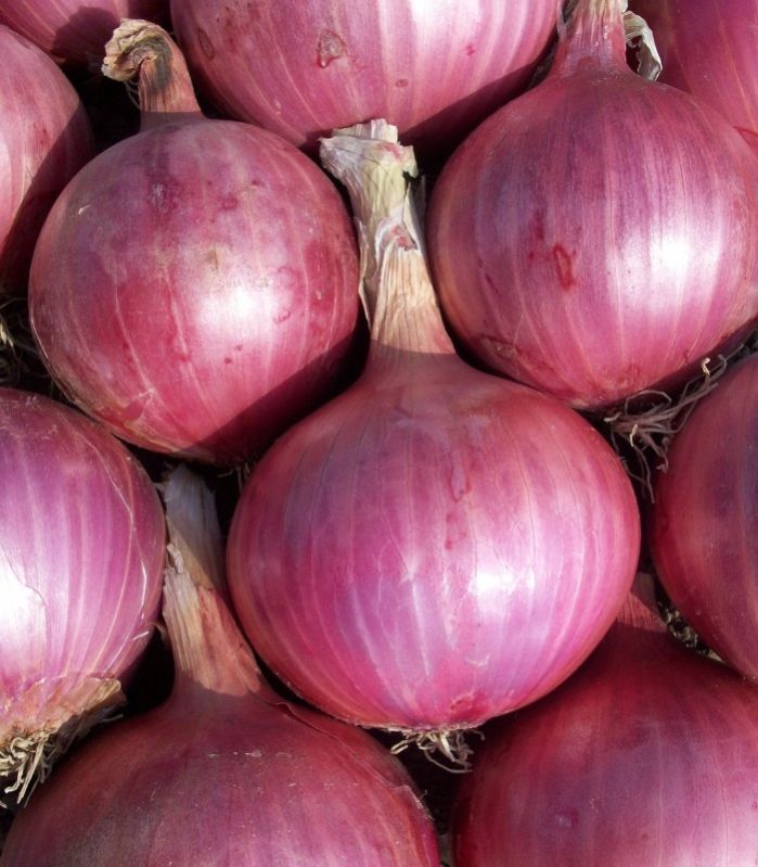 fresh onion