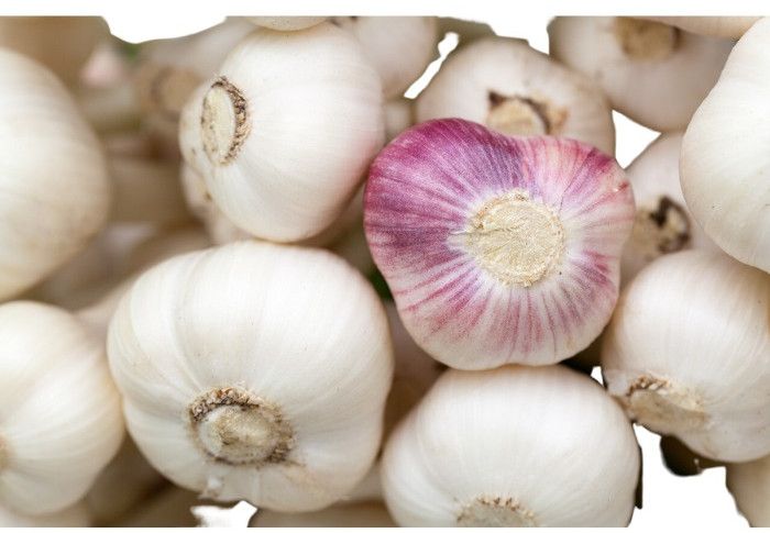 Garlic