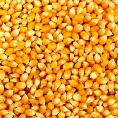 Yellow Corn Seeds Form : Seeds
