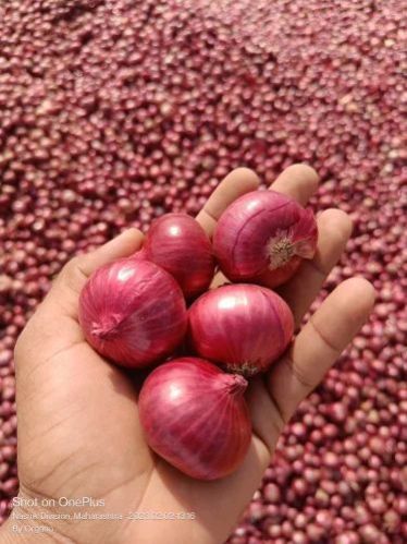 Natural B Grade Red Onion, Packaging Size : 30-35 Kg, Form : Whole