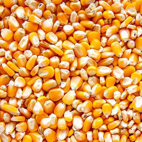 Yellow Maize Seeds, Packaging Size : 30-35 Kg