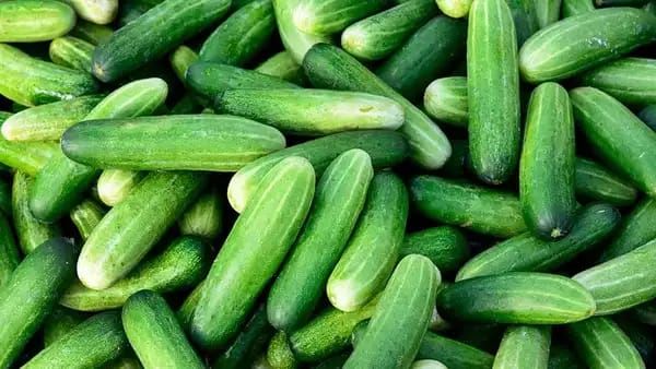 Fresh Green Cucumber