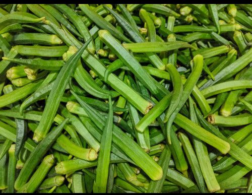 Fresh Green Ladies Finger