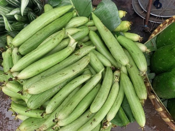 Fresh Light Green Sponge Gourd