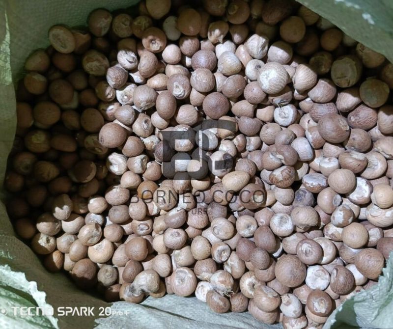 Whole Betel Nuts