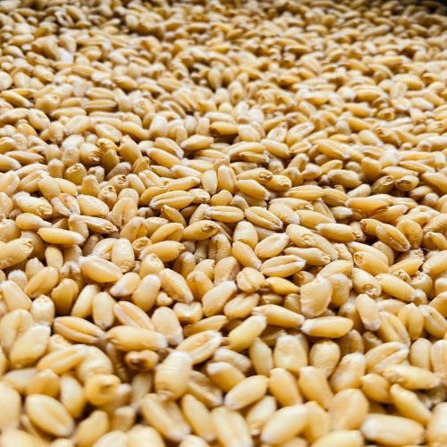Natural Hi 1650 Wheat Seeds, Color : Brown