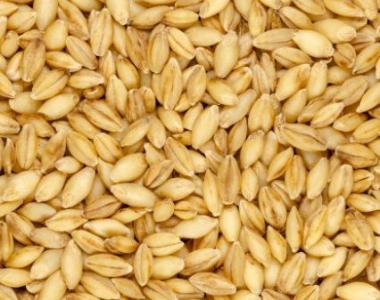 Barley