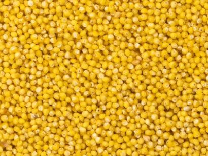 Millet, Color : Varies, Packaging Type : Standard Packaging