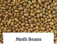 Moth Beans