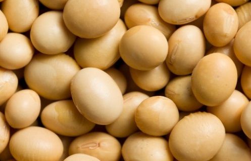 Soybean Extract