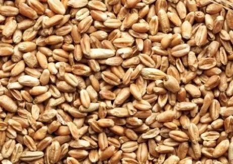 wheat
