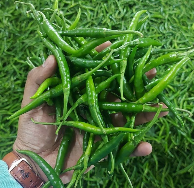 fresh green chilli