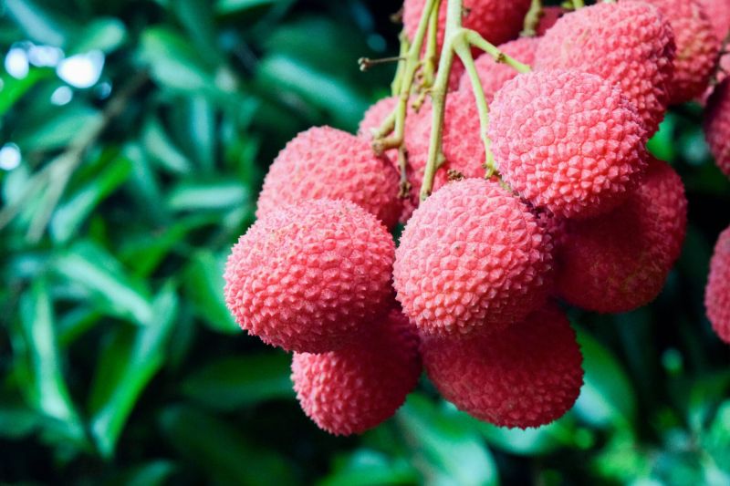 Fresh Litchi
