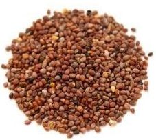 ORGANIC-DAIKON-RADISH-SEEDS