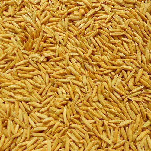 paddy seeds
