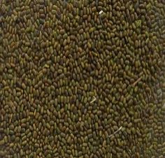 Sesbania Seeds, Packaging Type : Plastic Packet