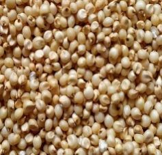 sorghum