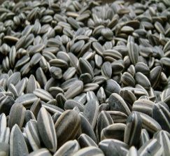 sunflower seeds