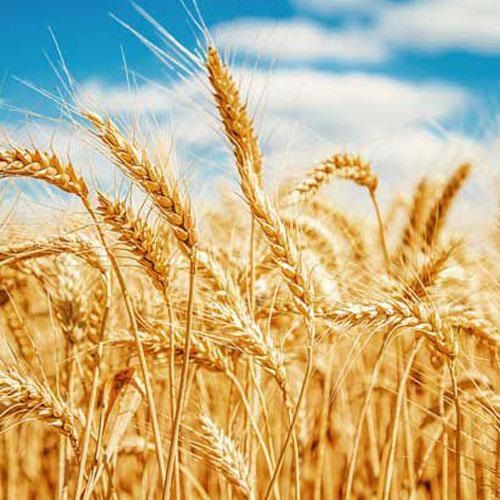 wheat