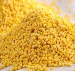 Yellow Millet