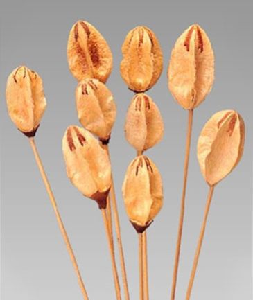 Natural Dried Exotic Lily Centre On Stem