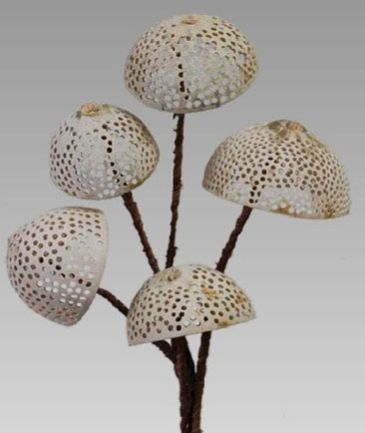 Natural Exotic Perfo Belon Stem Decorative Dried Stick