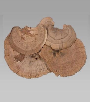 Natural Dried Exotic Sponge Mushroom, Color : Brown