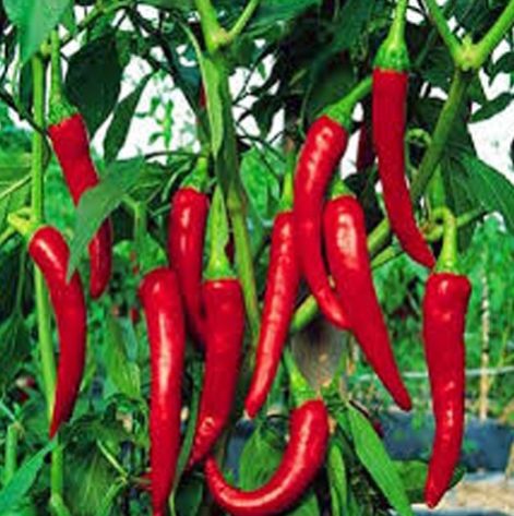 dry red chilli