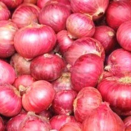 fresh red onion