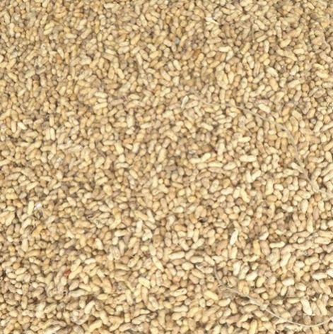 Groundnut Kernel