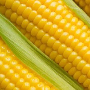 yellow corn maize