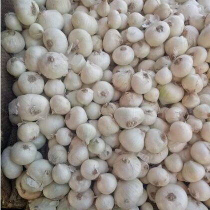 Fresh White Garlic, Packaging Type : Loose/bulk for Cooking Ingredient