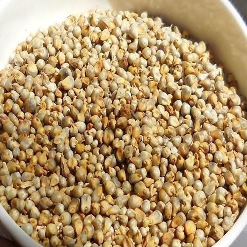Green Millet for Food Humans Feed Animals