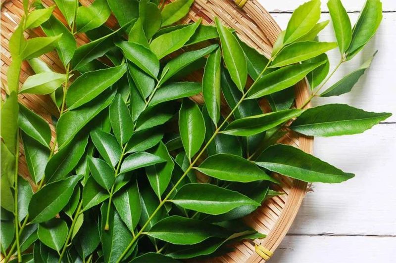 Fresh Curry Leaves