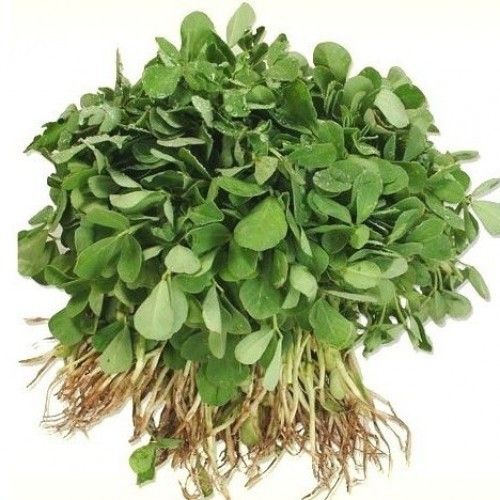fresh fenugreek leaves