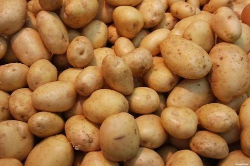 Organic Fresh Brown Potato, Packaging Type : Gunny Bag