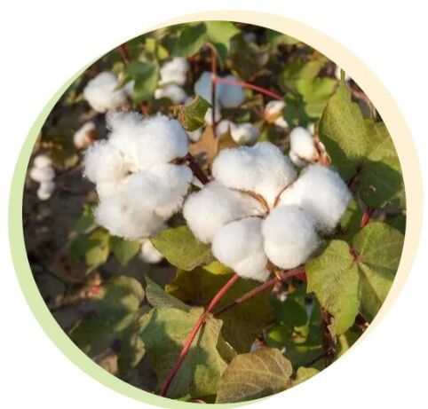 V797 Raw Cotton