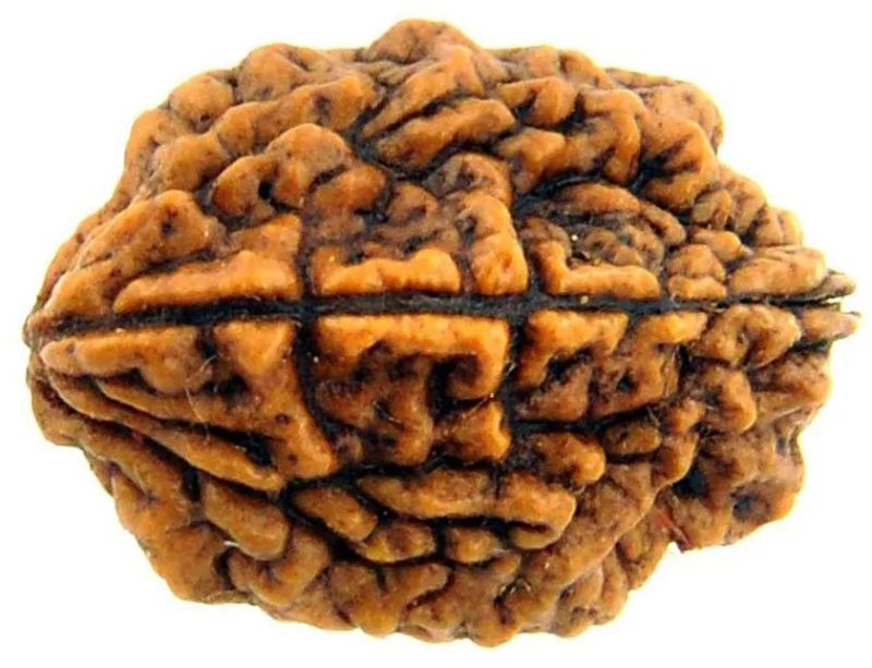 2 Mukhi Rudraksha
