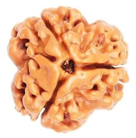 3 Mukhi Rudraksha
