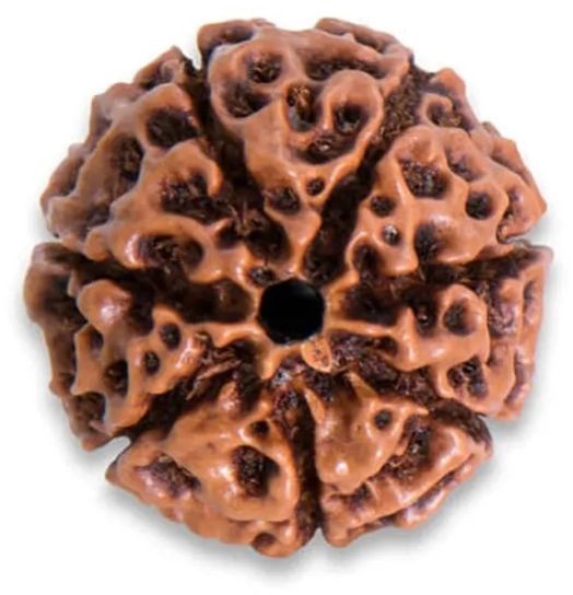 7 Mukhi Rudraksha